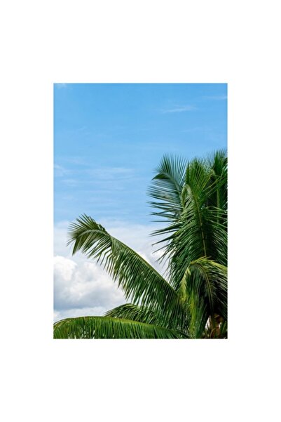 OEM Tablou Canvas, Vant printre frunzele palmierilor, Cocotier, Frunze, Cer, ...