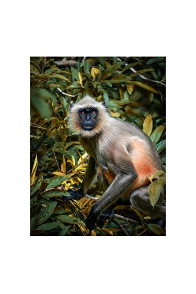 OEM Pictură pe pânză „În umbra junglei verzi”, Maimuță, Frunze, Creatură, Pri...