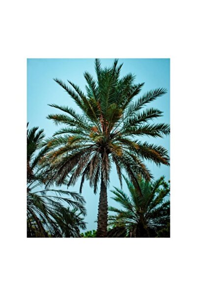 OEM Tablou Canvas, "Splendoarea palmierului sub cer senin", Palmier, Frunzis,...