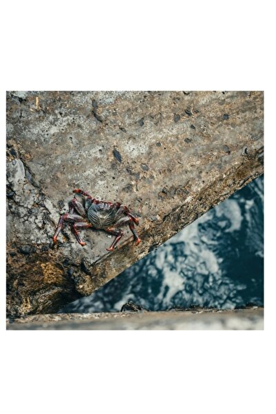 OEM Pictură pe pânză „Crab pe stâncile de coastă”, Crab, Piatră, Apă, Textură...