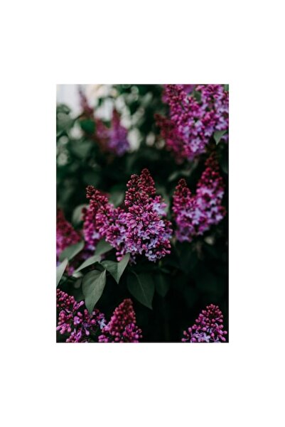 OEM Pictură pe pânză, „Flori de liliac în grădina de primăvară”