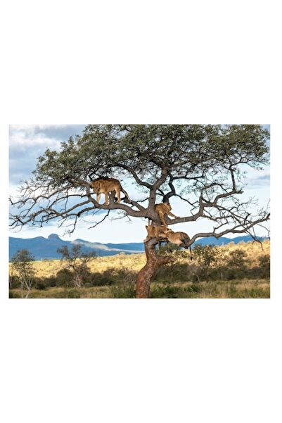 OEM Pictură pe pânză Premium: „Lei odihnindu-se în copacul savanei”