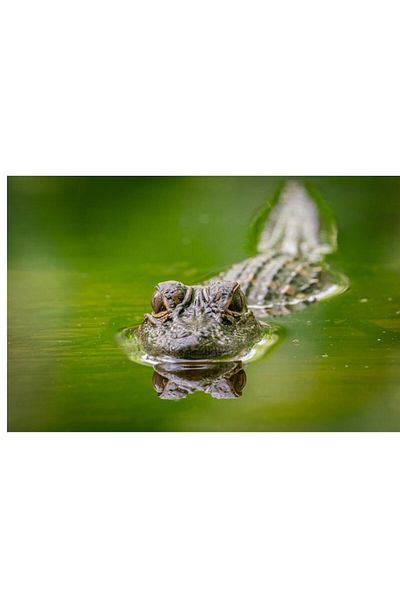 OEM Tablou Canvas, "Crocodilul ager pandind in apa", 100 x 70cm
