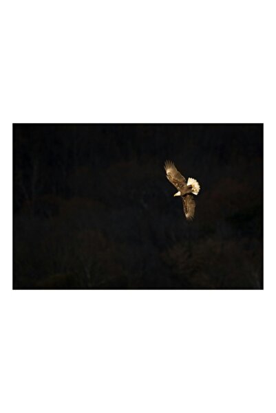 OEM Tablou Canvas, 'Vulturul zburand deasupra padurii intunecate'