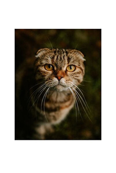 OEM Tablou Canvas, Pisica cu privire curioasa