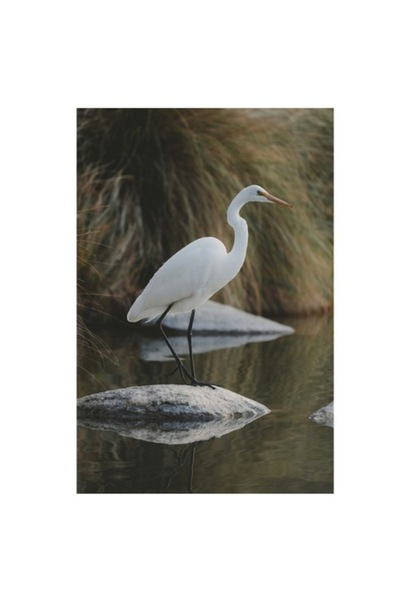 OEM Tablou Canvas, 'Egretul solitar pe piatra reflectanta', Cocor, Stanca, Apa, Vegetatie, Ragaz., 50 x