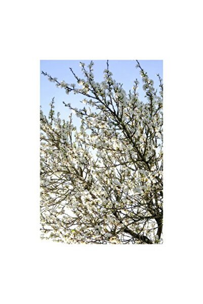 OEM Tablou Canvas, 'Alb inflorit sub cerul albastru', Flori, Primavara, Ramur...