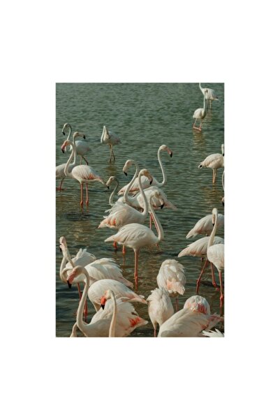 OEM Pictură pe pânză, „Flamingo în liniștea apelor verzi”, 50x70cm