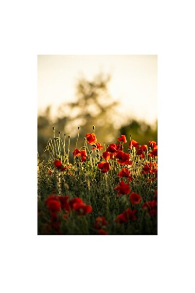 OEM Tablou Canvas, "Campul fermecat al macilor rosii", 26 x 39cm