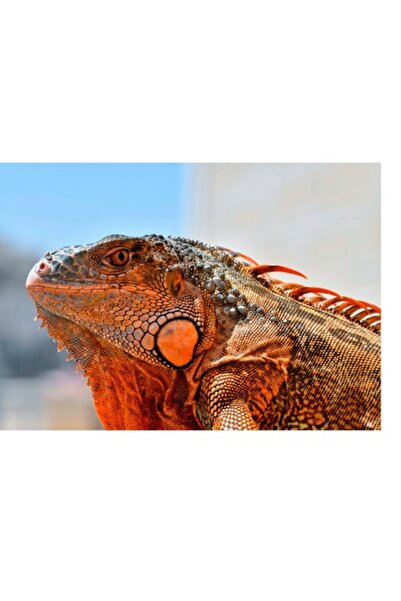 OEM Pictură pe pânză, „Iguana privind spre orizontul însorit”, multicolor, 50...