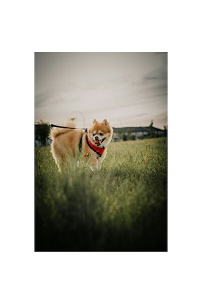 OEM Pictură pe pânză - „Pufos fericit în parcul verde” Câine, Iarbă, Lesă, Blană, Parc, Cer, Verde, Fericire,