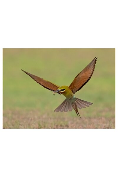 OEM Tablou Canvas Premium: Pasarea Gratioasa in Zbor