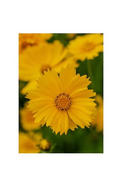 OEM Tablou Canvas, 'Stralucirea soarelui in gradina', Floare, Galbena, Petale, Natura, Frumusete, Prospe