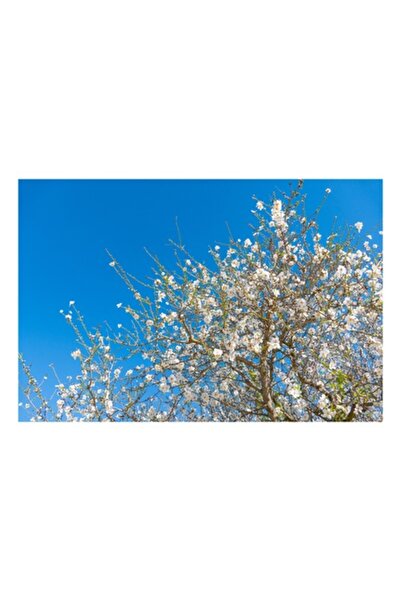 OEM Tablou Canvas, "Pom inflorit sub cer senin", 90 x 50cm