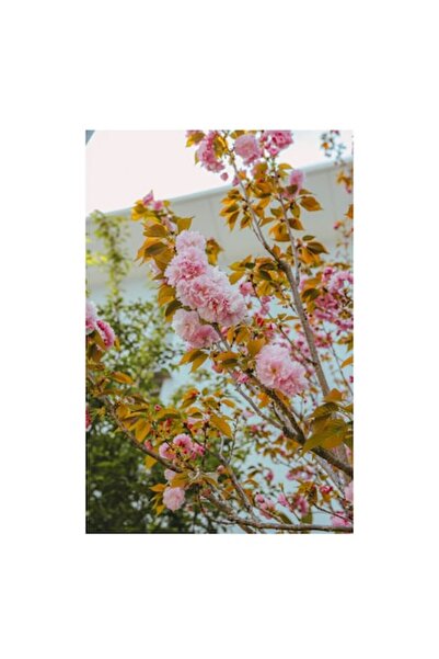 OEM Tablou Canvas, "Flori roz sub cer senin", 50 x 90cm