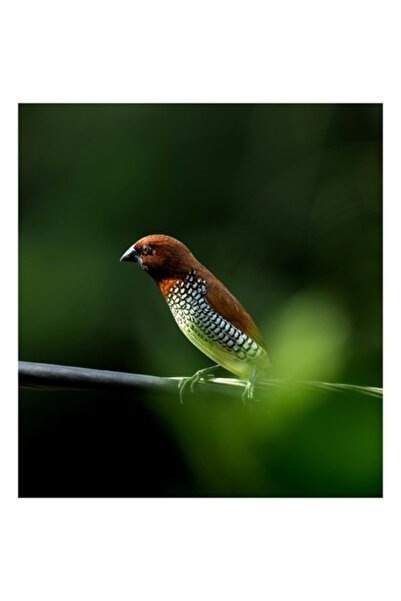 OEM Tablou Canvas, "Pasarea cu penele colorate verzi", 100 x 100cm