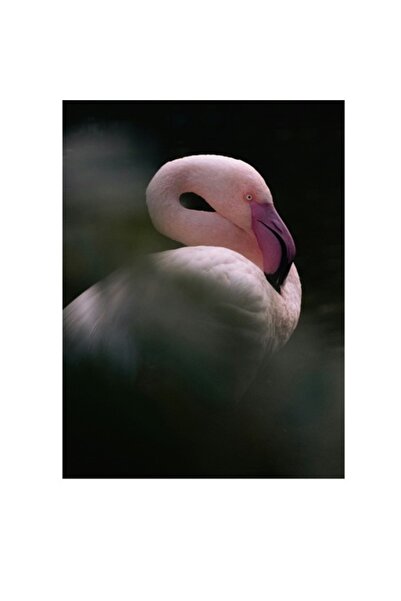 OEM Tablou Canvas, 'Flamingo in penumbra linistita', Elegant, Gratios, Delicat