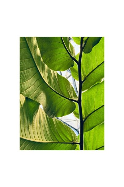 OEM Tablou Canvas, "Frumusetea verde a naturii tropicale", 26 x 39cm