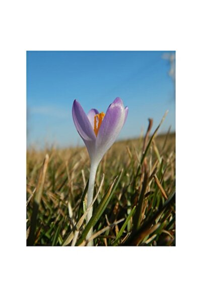 OEM Tablou Canvas, "Primavara se trezeste in lumina", 39 x 54cm