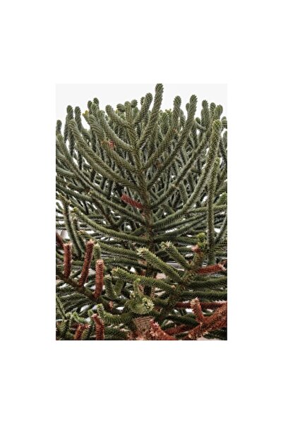 OEM Tablou Canvas, "Arborele cu ramuri misterioase si dense", 100 x 100cm