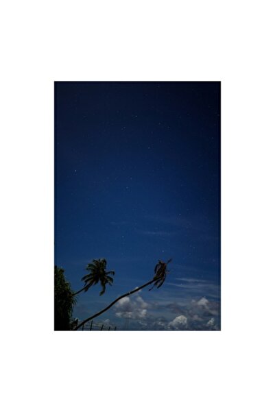 OEM Tablou Canvas, 'Noapte instelata sub palmieri tropicali', Stele, Palmiere...