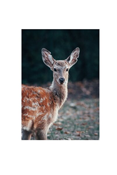 OEM Canvas Painting, 'Seen in the Deep Autumn Forest'