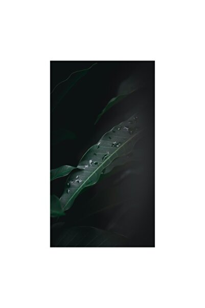 OEM Tablou Canvas, 'Picaturi de ploaie pe frunze verzi', Verde, Natura, Umbra...