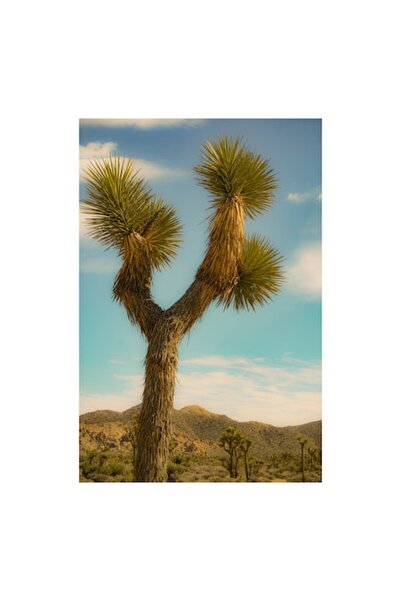 OEM Tablou Canvas, "Arborele singuratic in desertul arid", 50 x 90cm