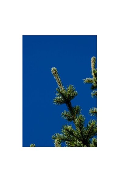 OEM Tablou Canvas, 'Bratele verzi ale coniferului sub cer', Brad, Cer, Albast...