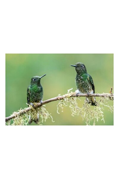 OEM Pictură pe pânză, „Colibri pe o creangă acoperită de mușchi”, Păsări, Ver...