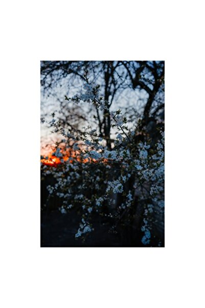 OEM Tablou Canvas, 'Vechiul cires in zori timpurii', Flori, Cires, Apus, Ramu...