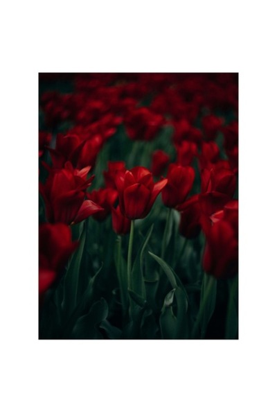 OEM Pictură pe pânză, „Marele câmp de lalele roșii”, 50 x 50 cm
