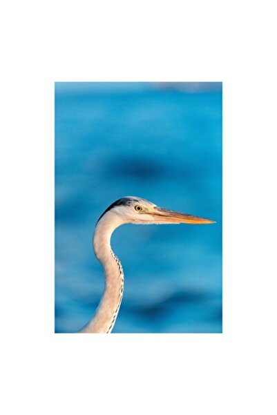 OEM Tablou Canvas, Privirea Grațioasă a Stârcului Albastru