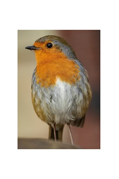 OEM Pictură pe pânză, „Micul cântăreț al pădurii verzi”, Pasăre, Delicată, Fr...