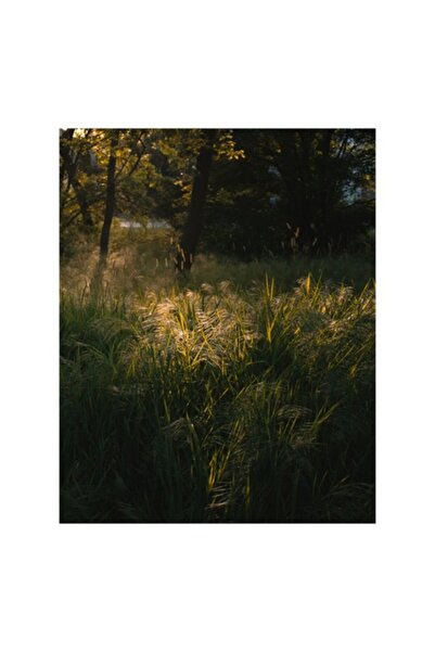 OEM Pictură pe pânză, „Lumina soarelui prin iarbă verde”, Natură, Umbre, Copa...