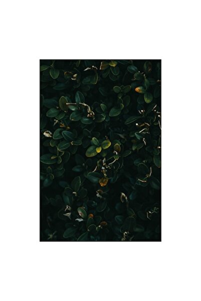 OEM Tablou Canvas, Frunziș dens în lumina amurgului