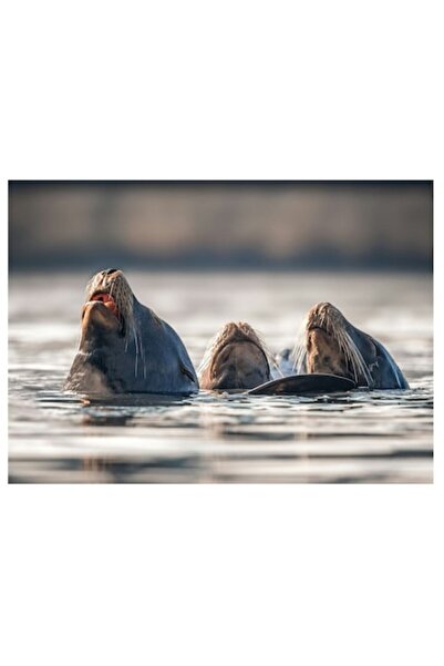 OEM Pictură pe pânză, „Armonia focilor”