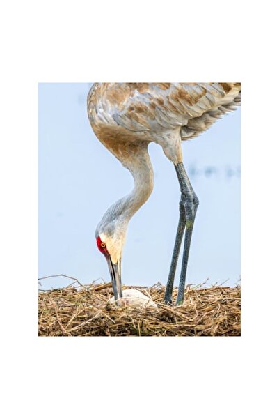 OEM Tablou Canvas, "Dansul elegant al cocorului grijuliu", Pasare, Cuib, Ou, Grija, Natura, Fragilitate,