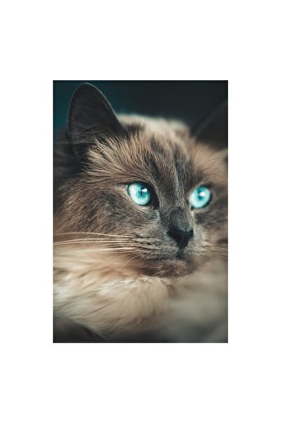 OEM Tablou Canvas, 'Pisica cu ochi de safir', Pufos, Albastru, Privire, Felin...