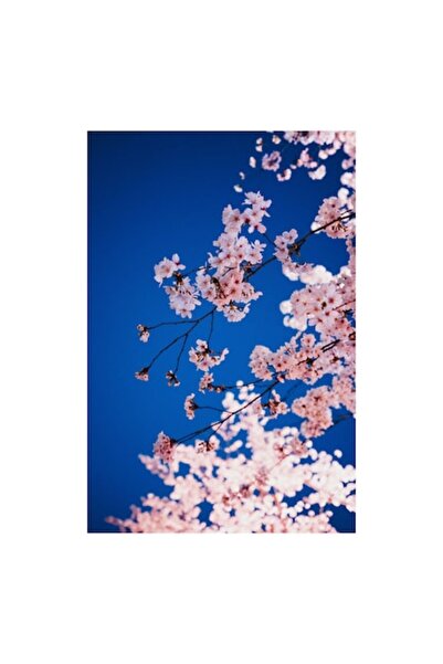 OEM Tablou Canvas, 'Flori de Cires Sub Cer Senin'