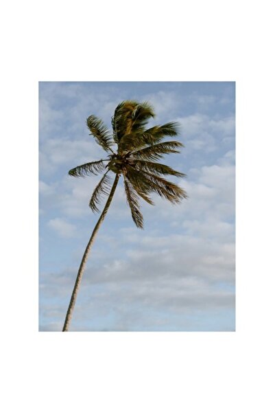 OEM Tablou Canvas, "Palmier in adierea vantului tropical", 50 x 50cm