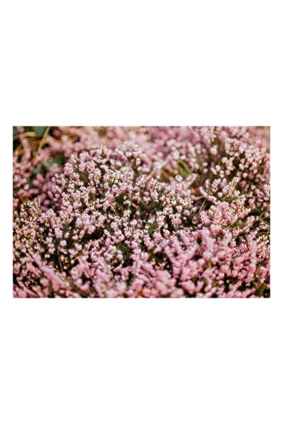 OEM Tablou Canvas, "Camp de flori roz pastelate", 150 x 100cm