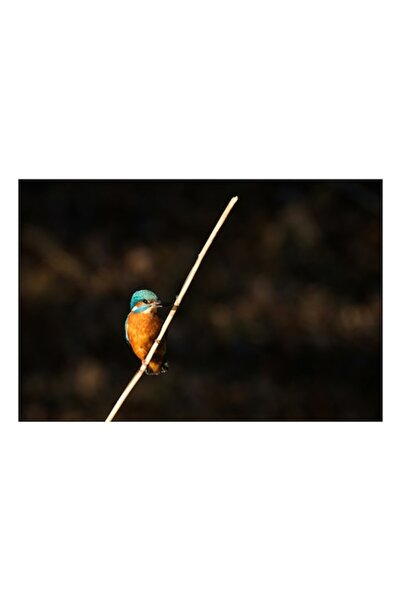 OEM Pictură pe pânză, „Pescăruș albastru pe creangă aurie”, 90 x 50cm