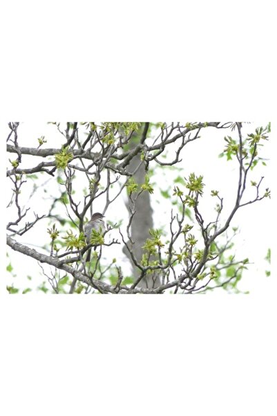 OEM Tablou Canvas, "Pasarea si primavara inmugurita", 39 x 26cm