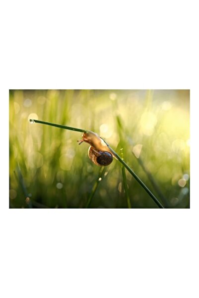 OEM Tablou Canvas, 'Melcul si picatura diminetii stralucitoare'