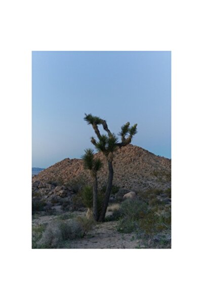 OEM Pictură pe pânză, „Singurătate sub cerul serii”