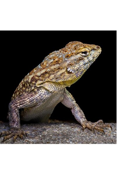 OEM Tablou Canvas, 'Soparla in asteptarea soarelui diminetii'