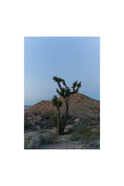 OEM Tablou Canvas 'Solitudine sub cerul inserat'