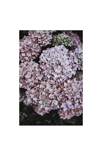 OEM Tablou Canvas, "Delicatete de hortensii rozalie inflorite", 50 x 70cm