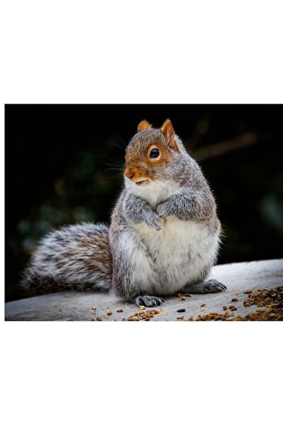 OEM Tablou Canvas, 'Veverita curioasa in gradina verde'